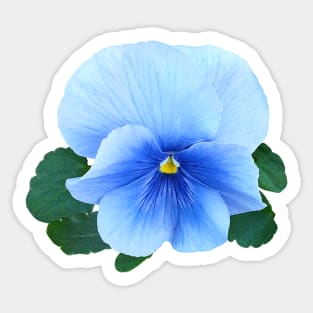 Pansies - Baby Blue Pansy Sticker